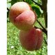 Persikkapuu 'Viktors' (Prunus persica)